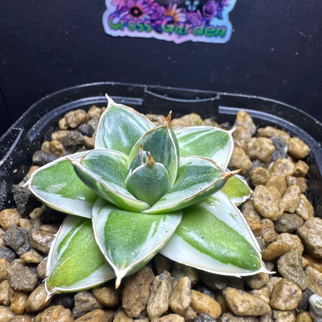 アガベピンキー王妃笹の雪A型　白覆輪　②