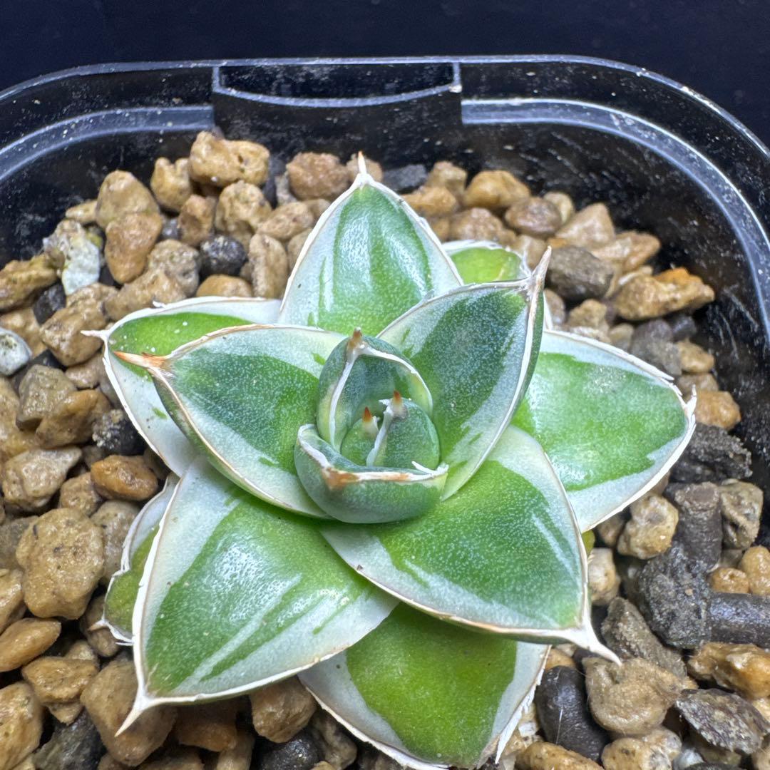 アガベピンキー王妃笹の雪A型　白覆輪　②